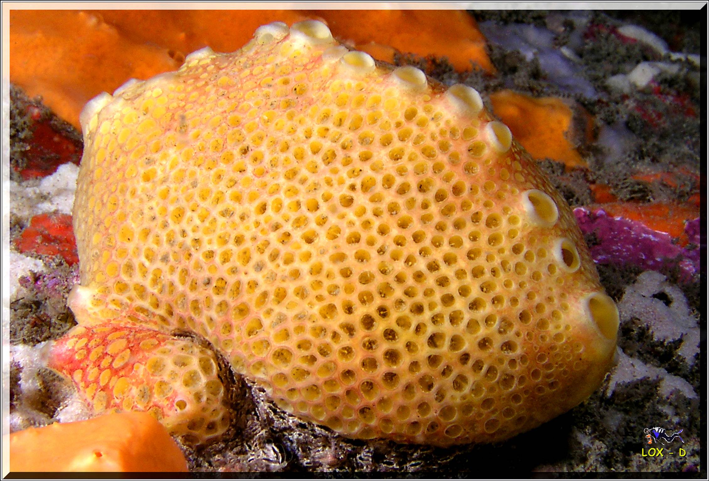 LoxPix Sub-Aqua Image