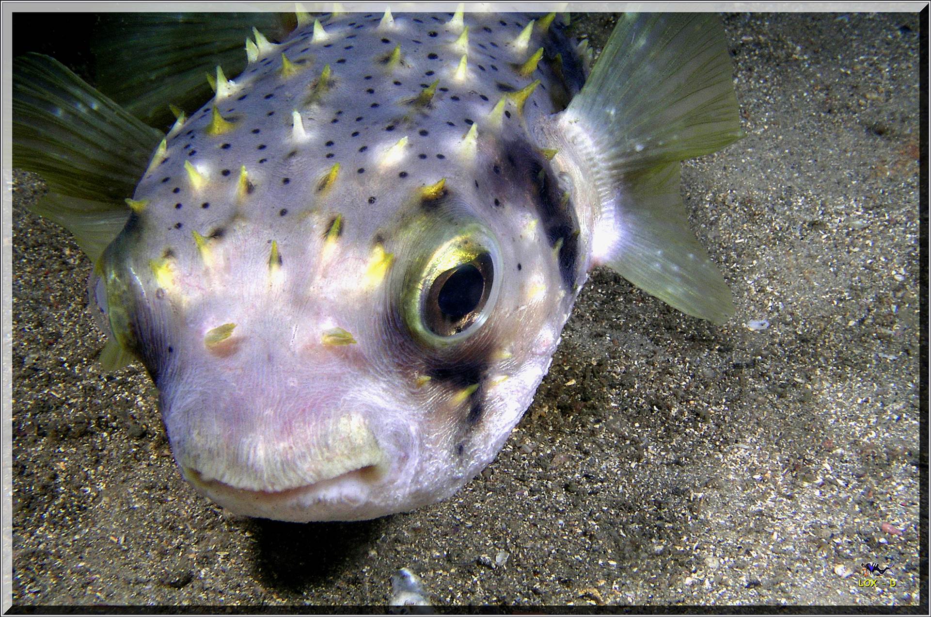 LoxPix Sub-Aqua Image