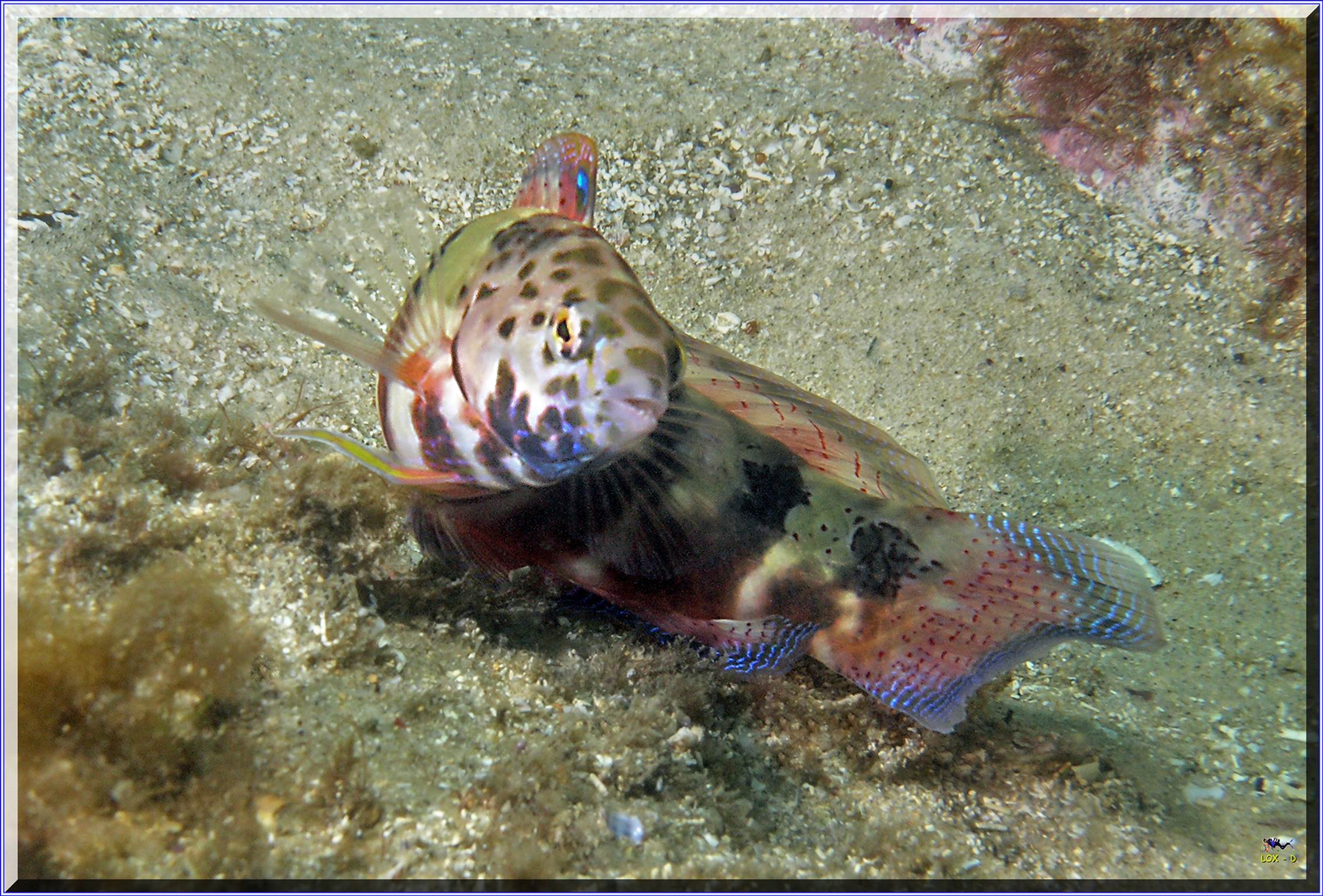 LoxPix Sub-Aqua Image