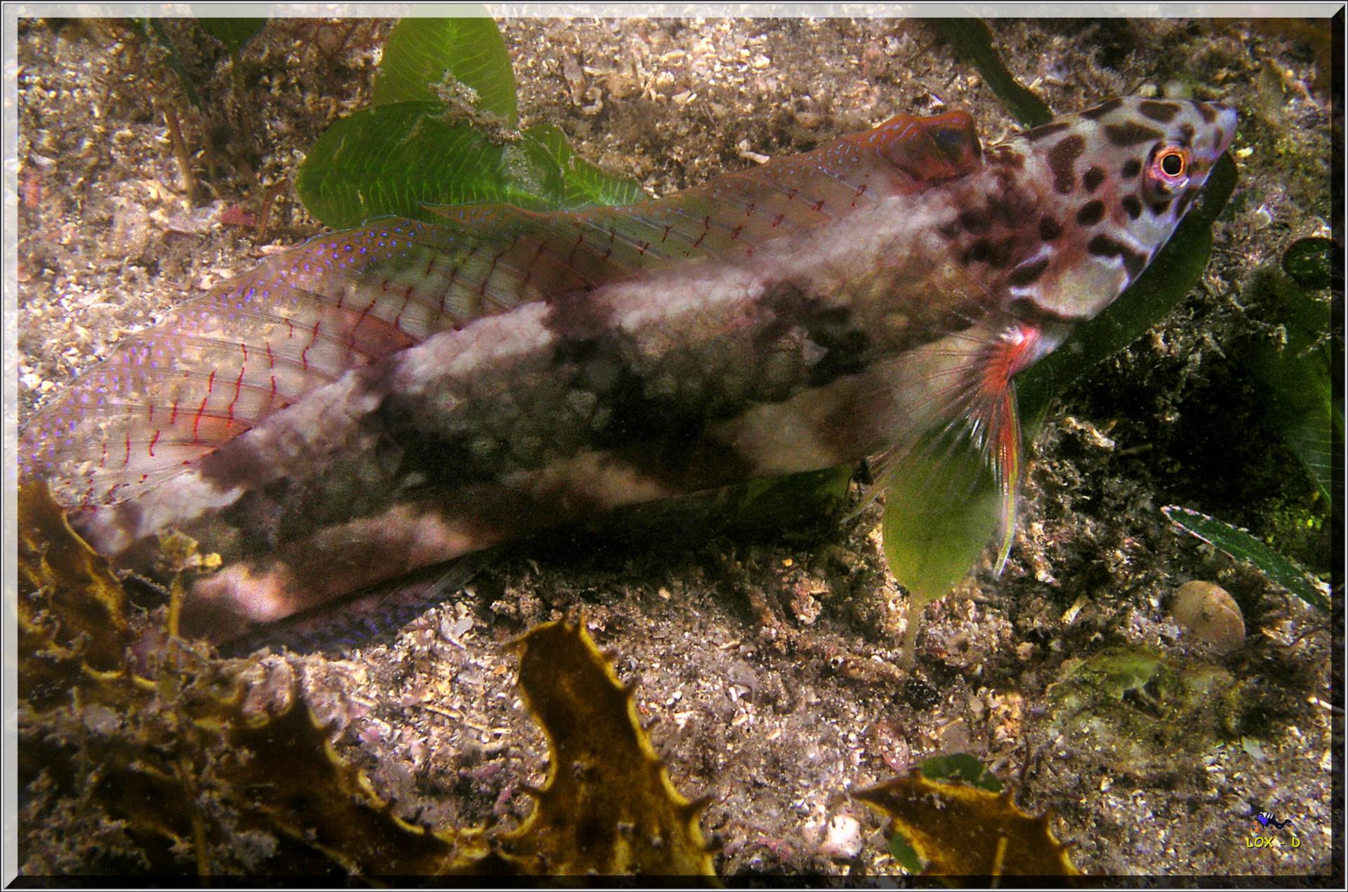 LoxPix Sub-Aqua Image