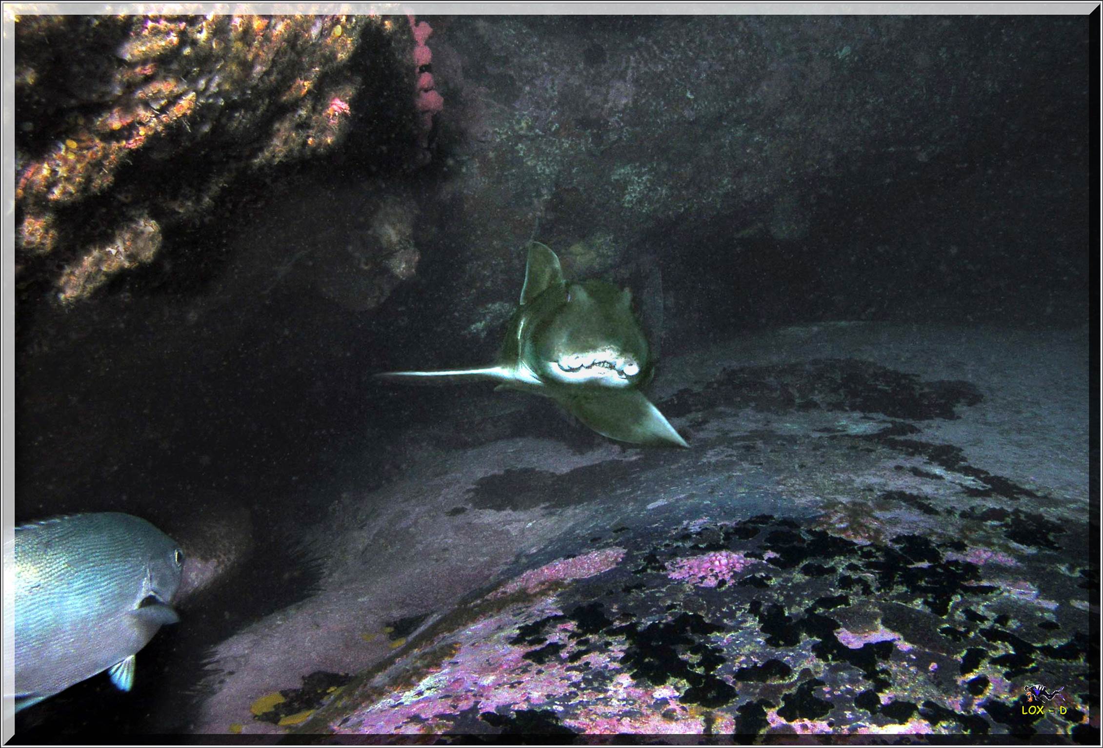 LoxPix Sub-Aqua Image