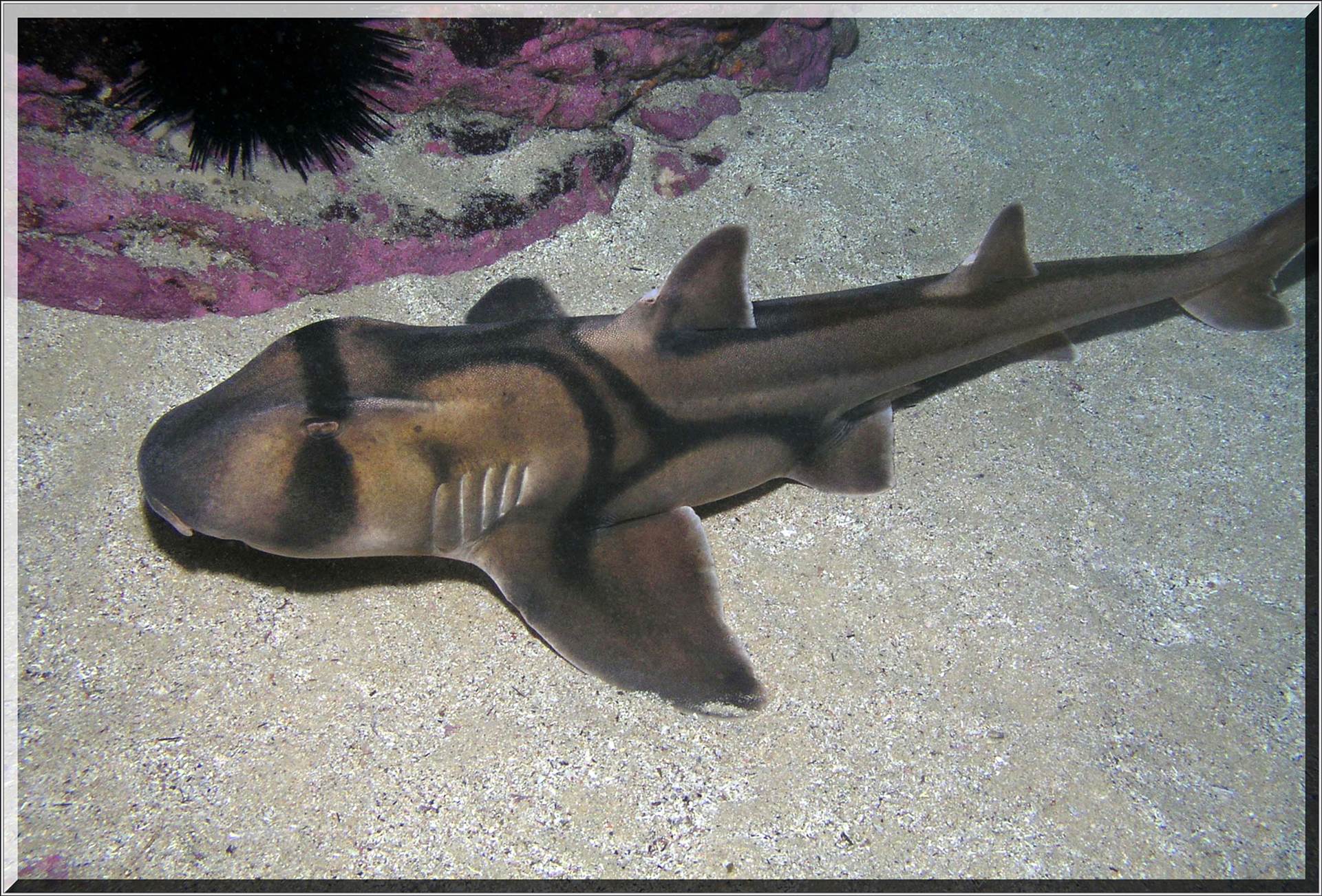 LoxPix Sub-Aqua Image