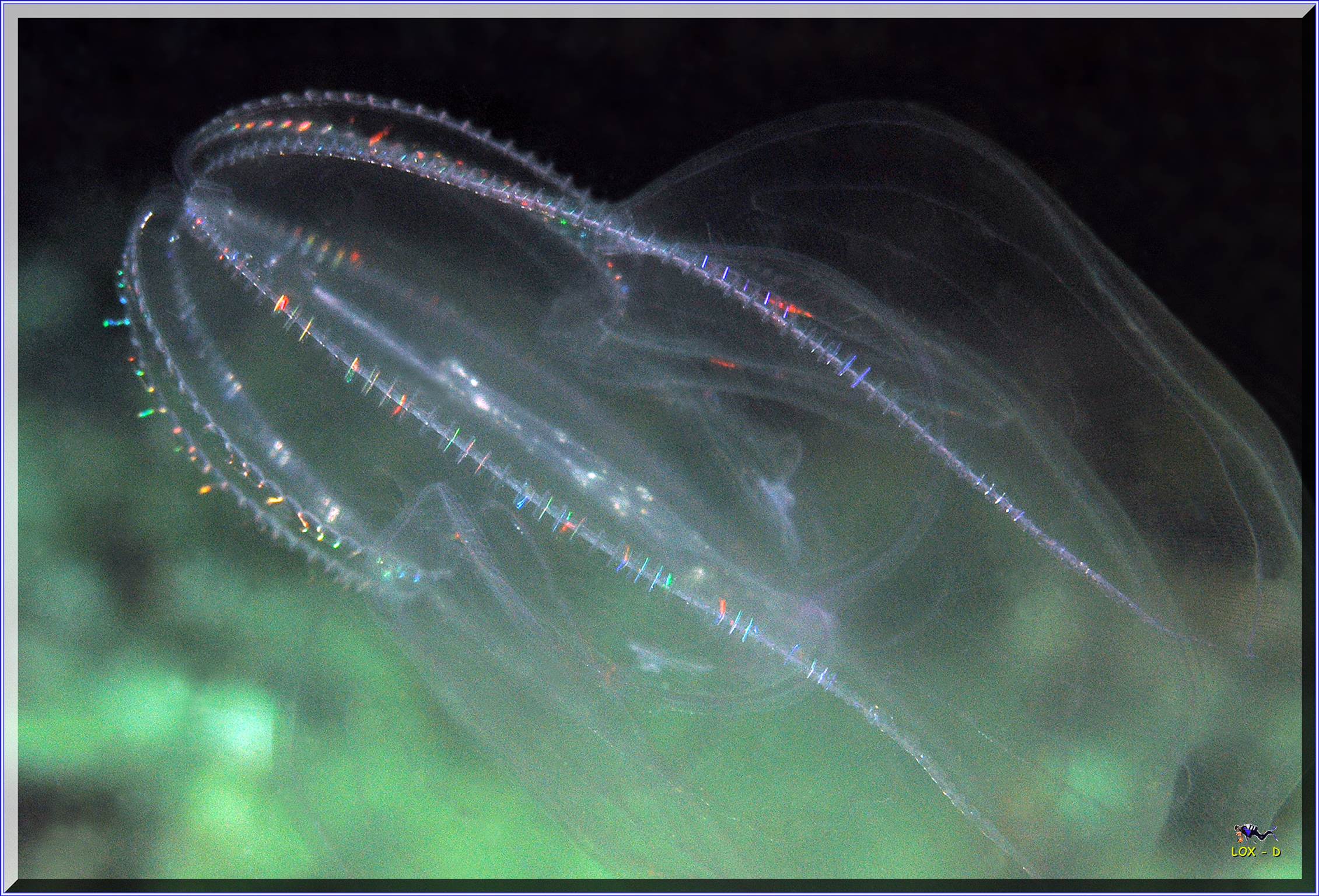 LoxPix Sub-Aqua Image