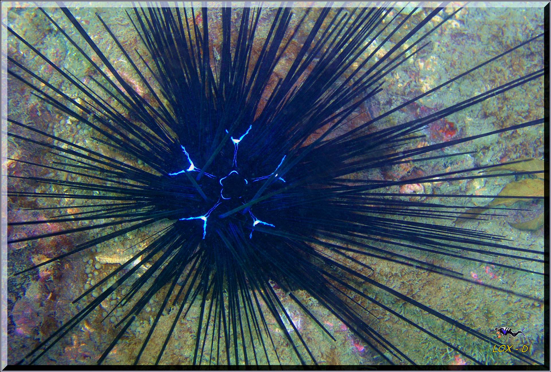 LoxPix Sub-Aqua Image