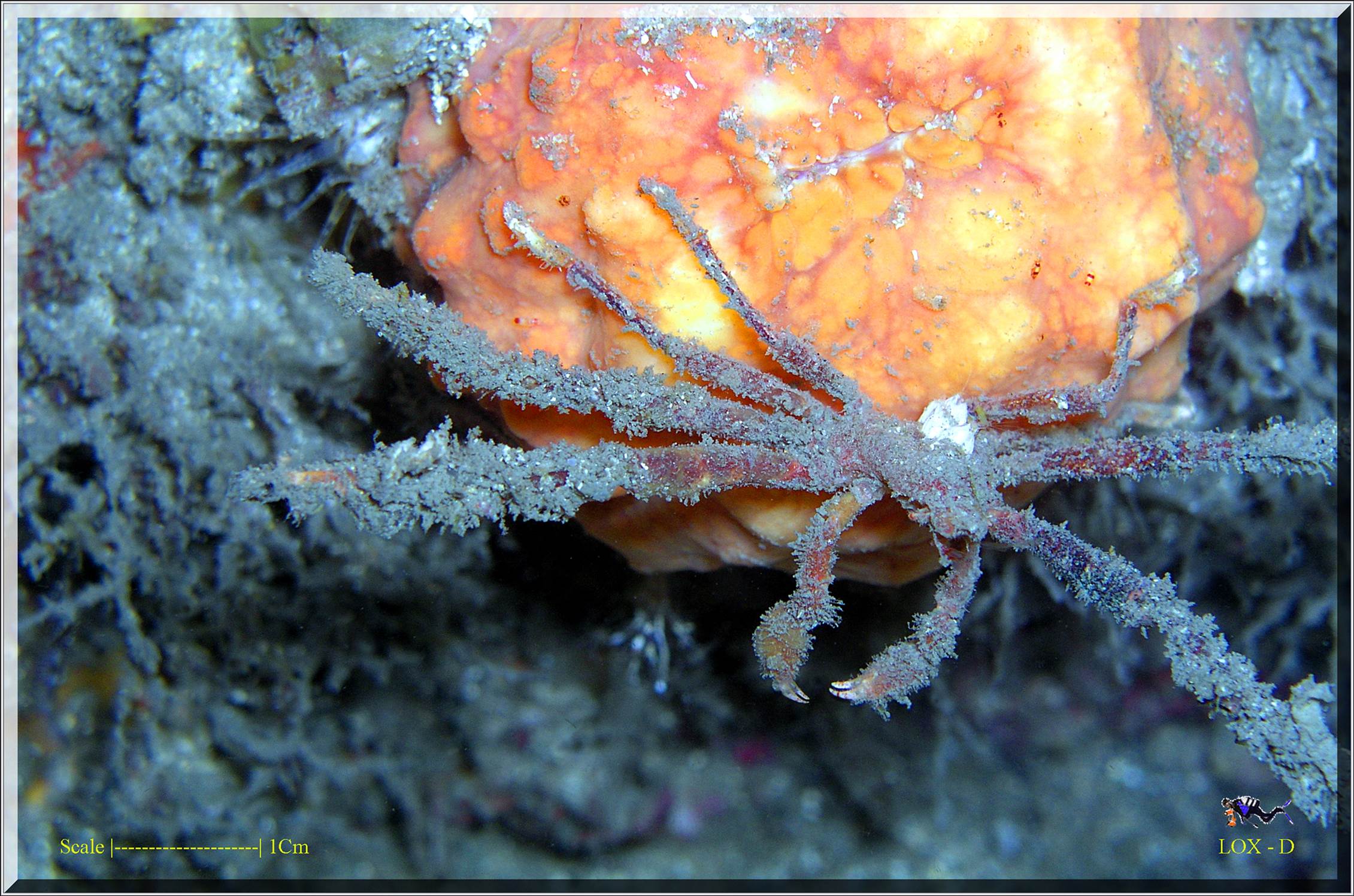 LoxPix Sub-Aqua Image