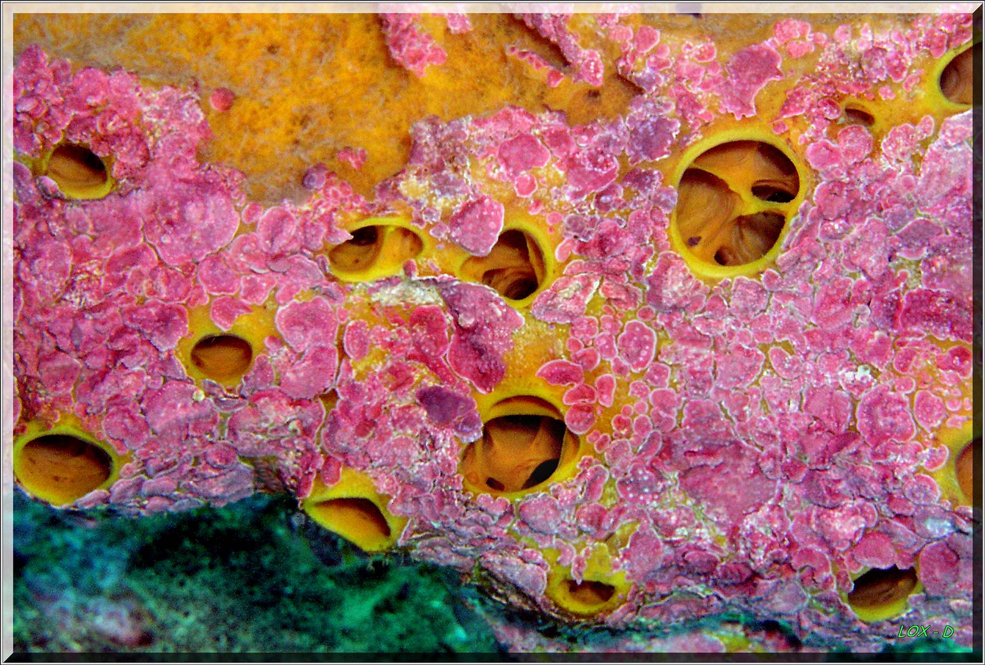 LoxPix Sub-Aqua Image