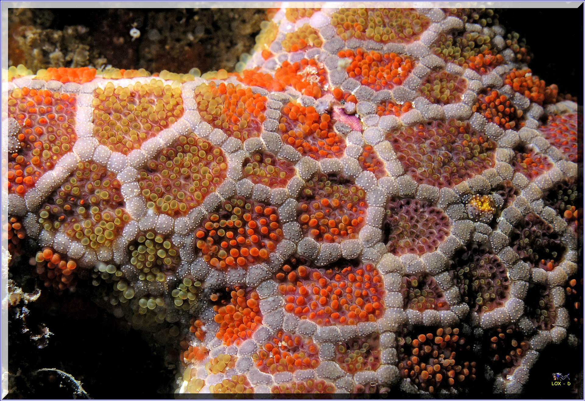 LoxPix Sub-Aqua Image