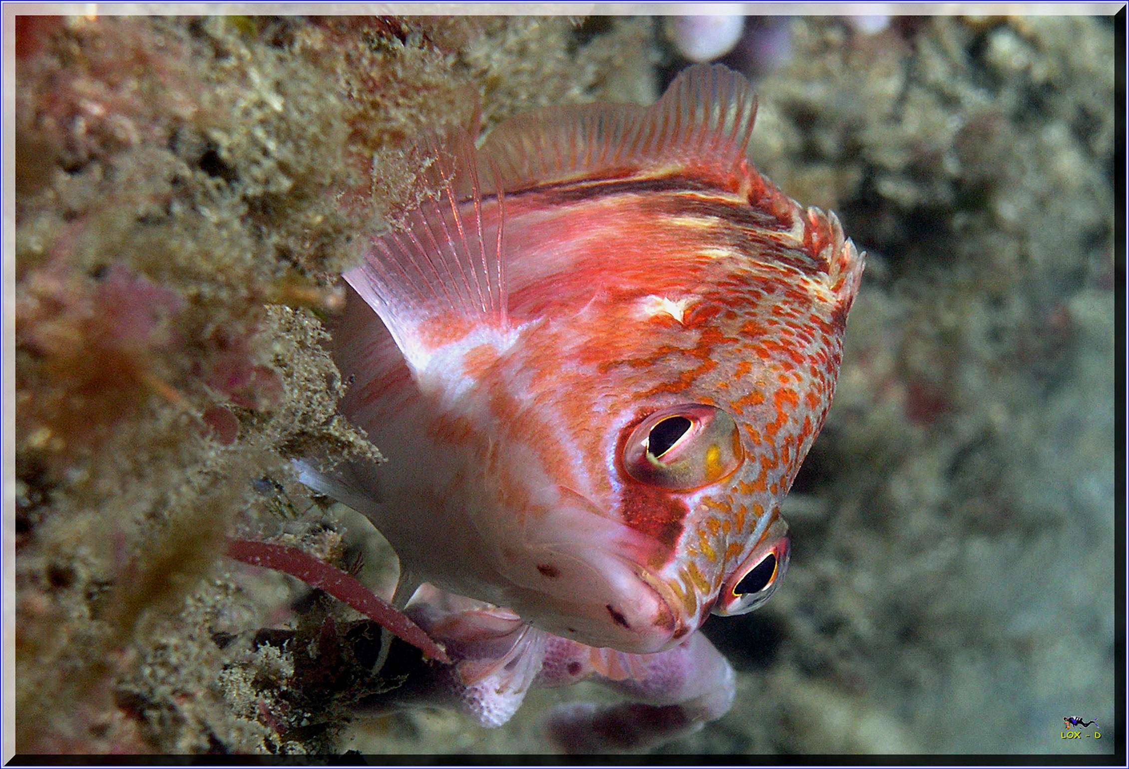 LoxPix Sub-Aqua Image