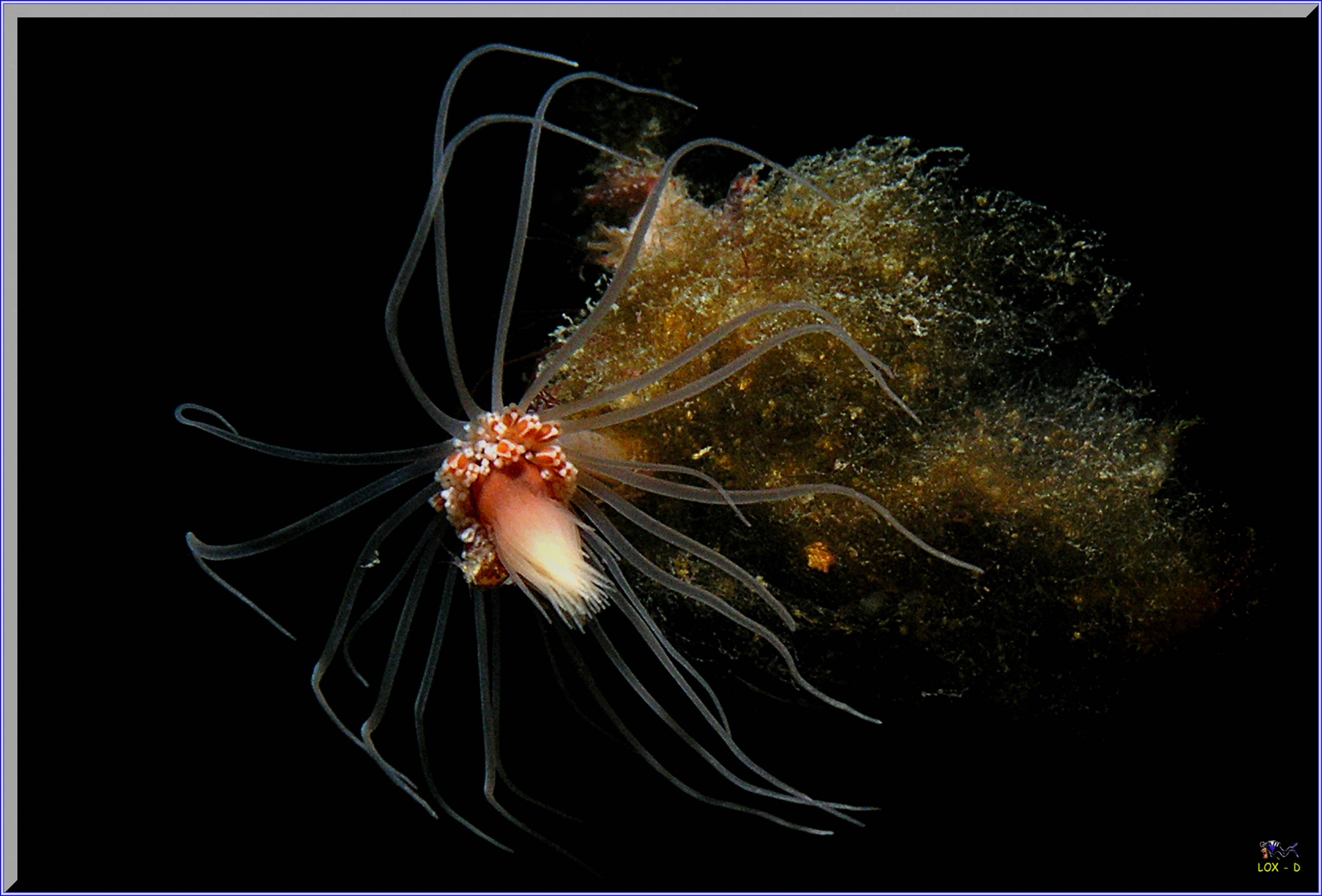 LoxPix Sub-Aqua Image