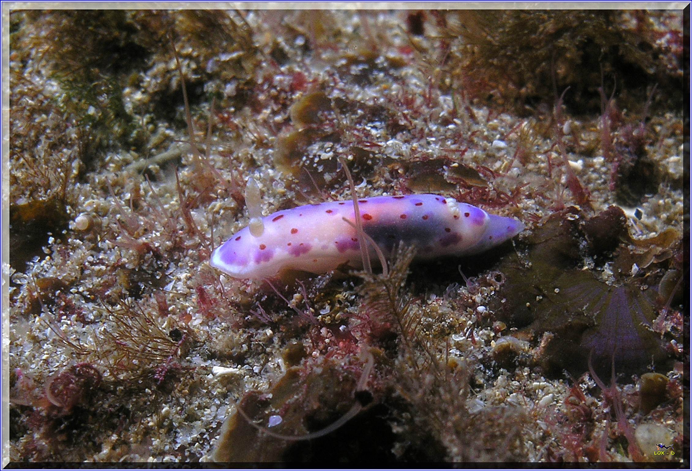 LoxPix Sub-Aqua Image