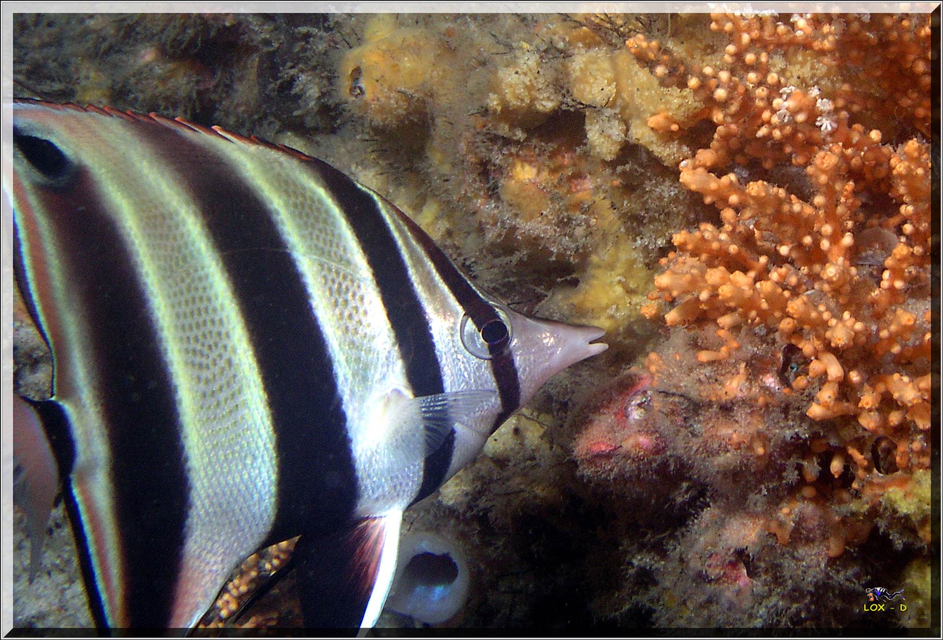 LoxPix Sub-Aqua Image