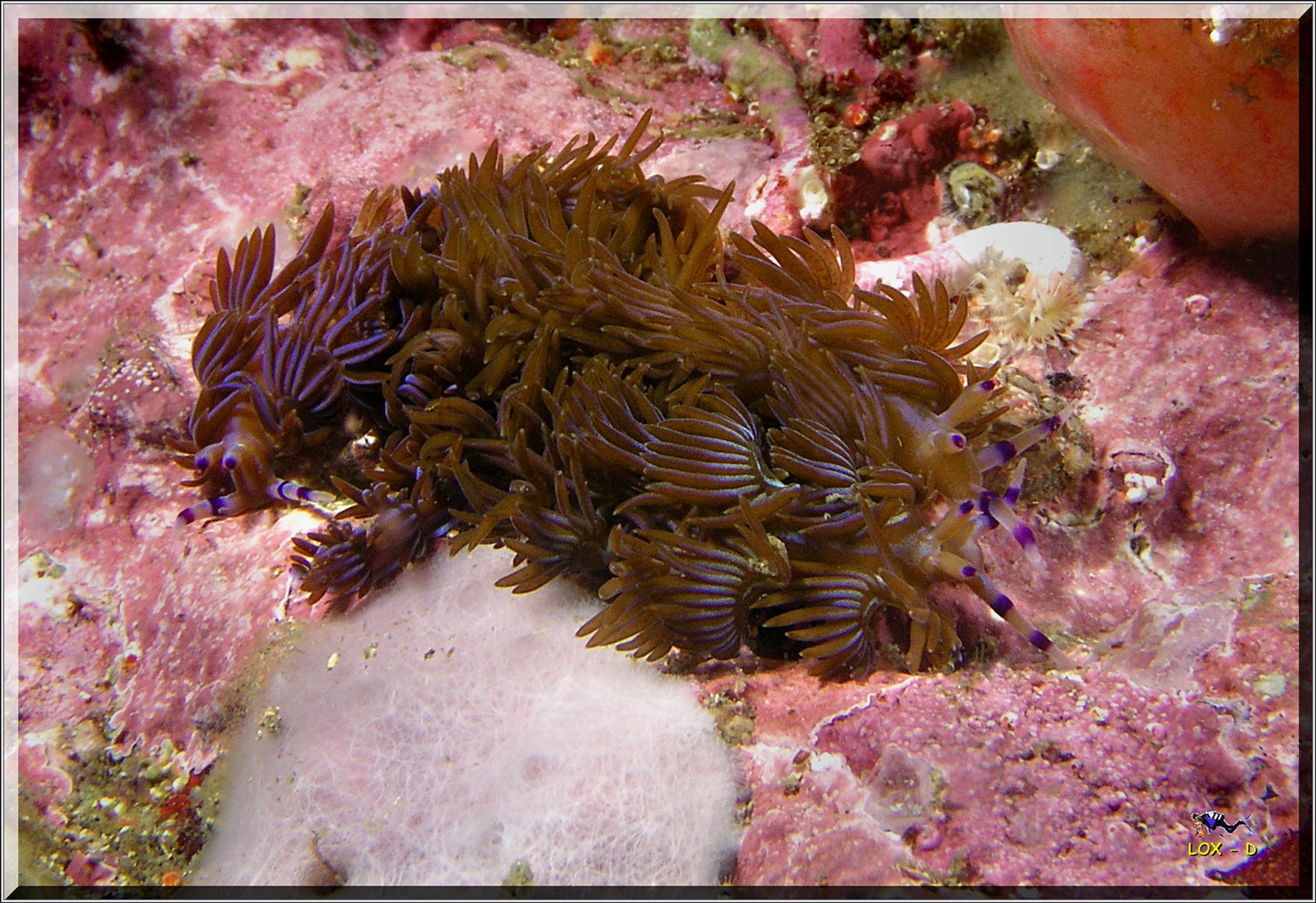 LoxPix Sub-Aqua Image