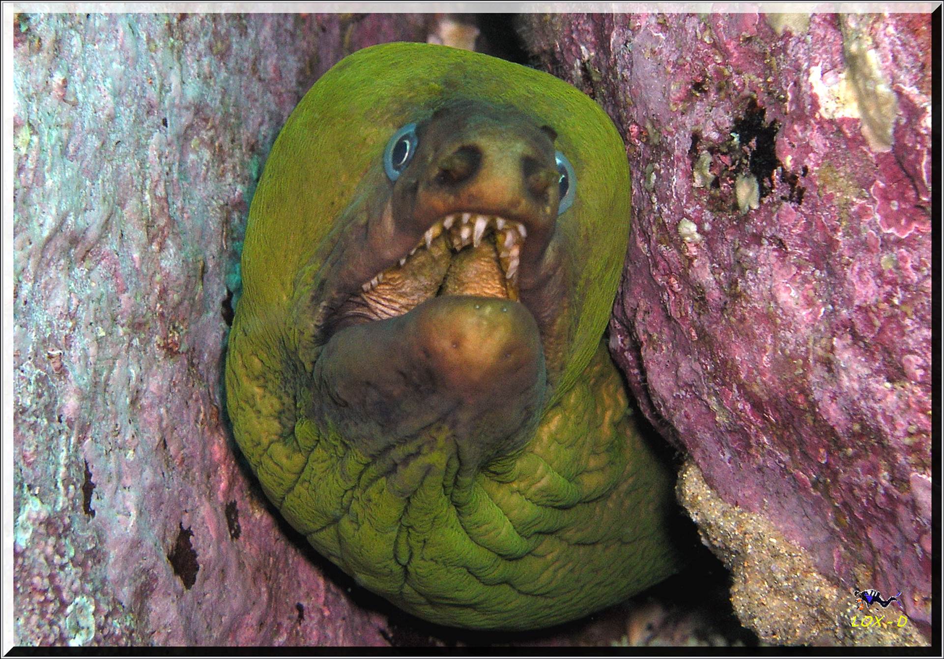 LoxPix Sub-Aqua Image