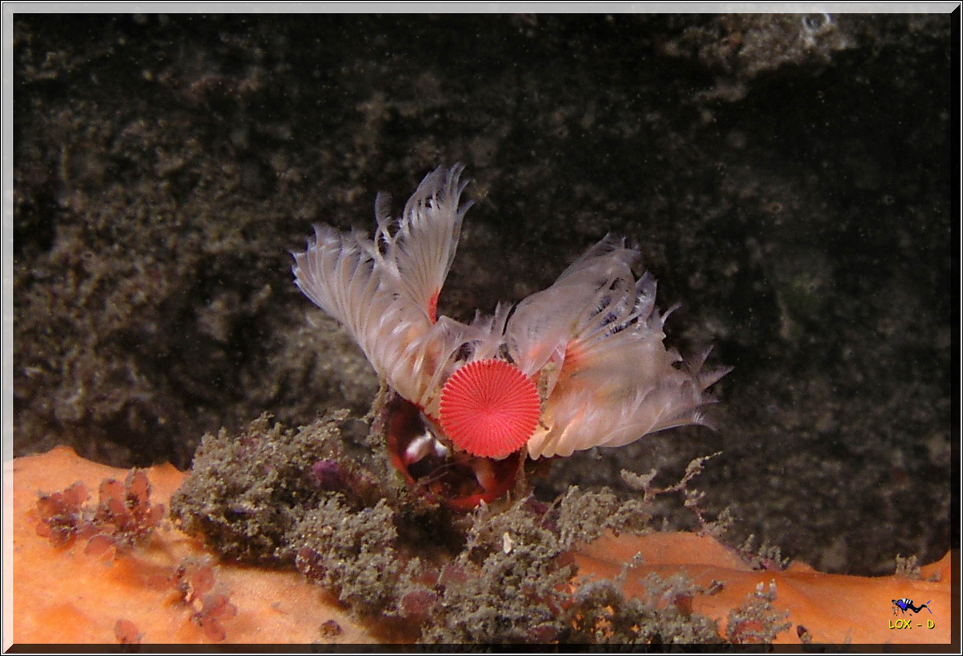 LoxPix Sub-Aqua Image