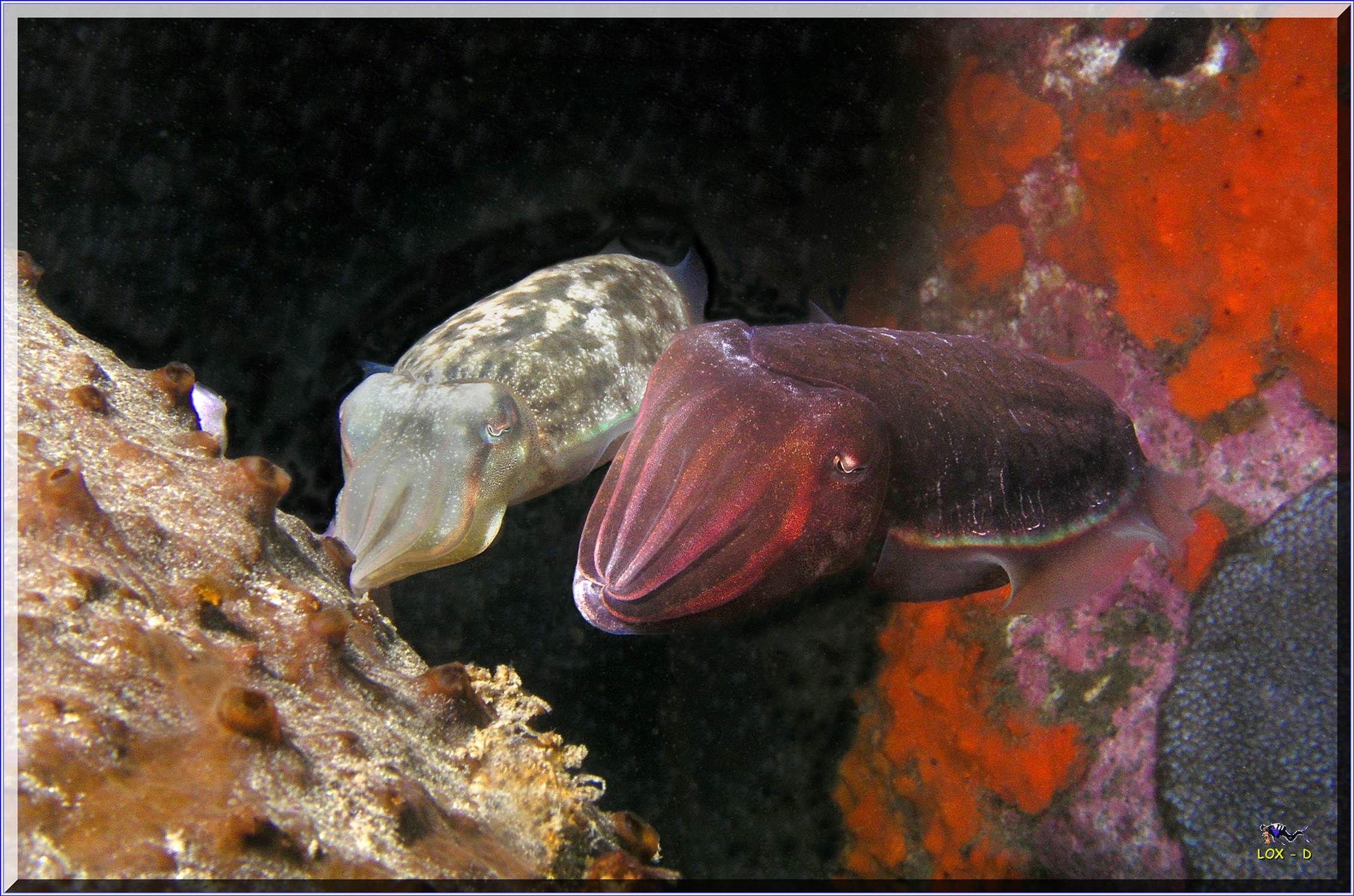 LoxPix Sub-Aqua Image