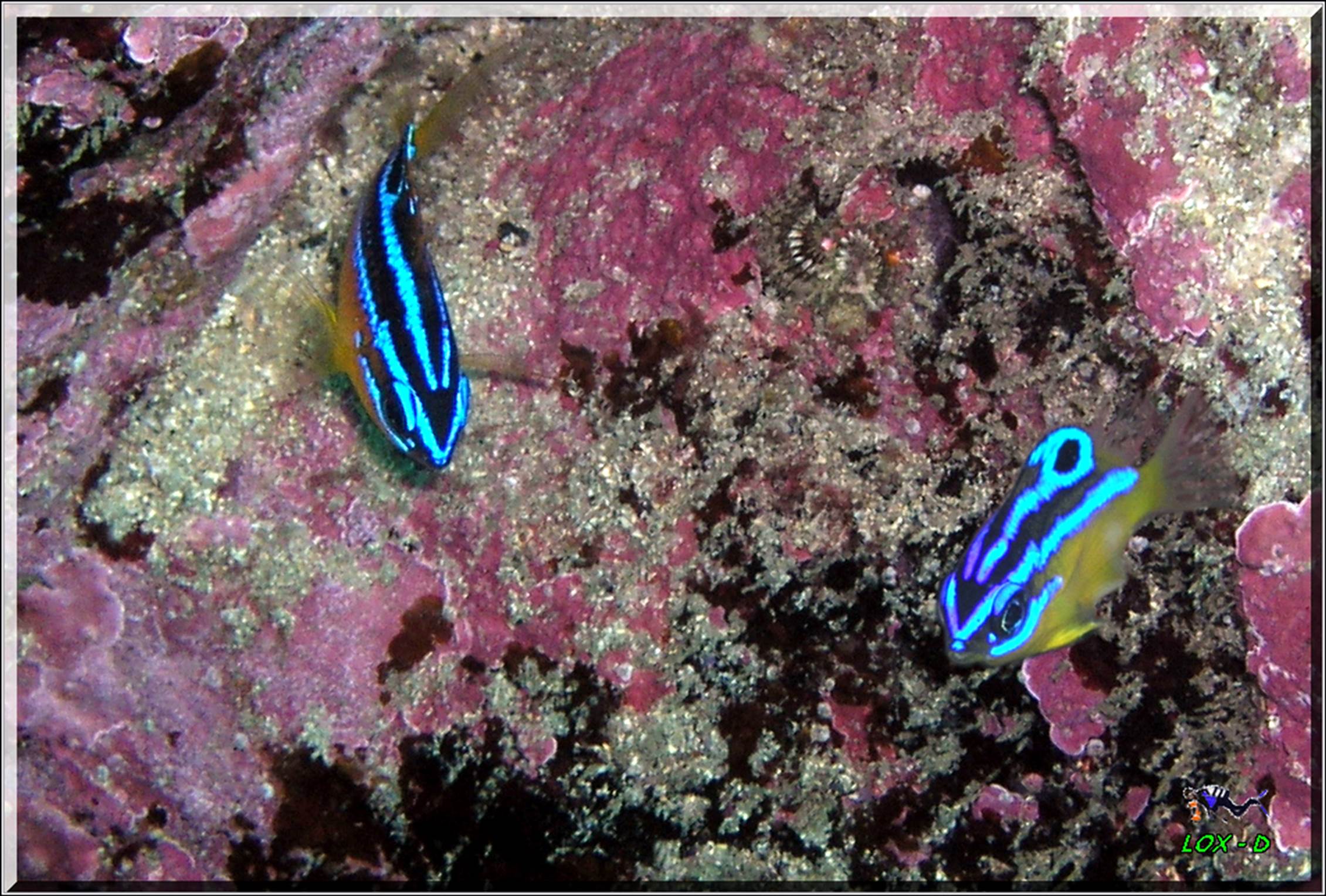 LoxPix Sub-Aqua Image