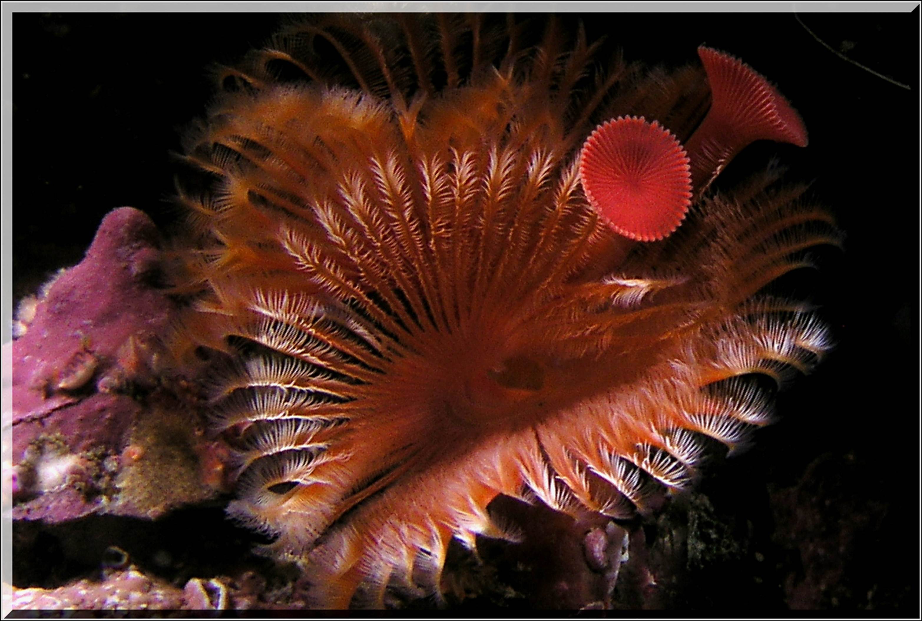 LoxPix Sub-Aqua Image