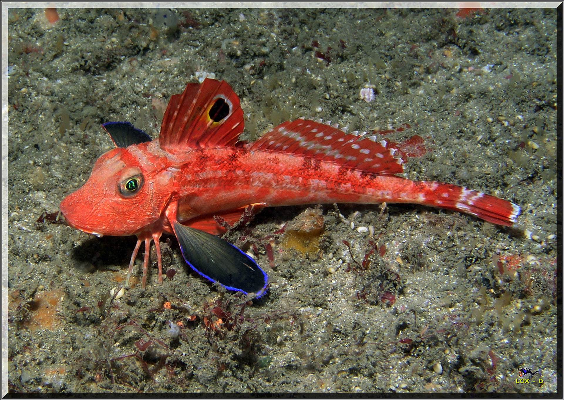 LoxPix Sub-Aqua Image