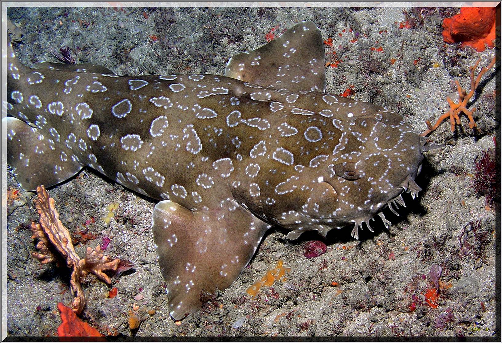 LoxPix Sub-Aqua Image