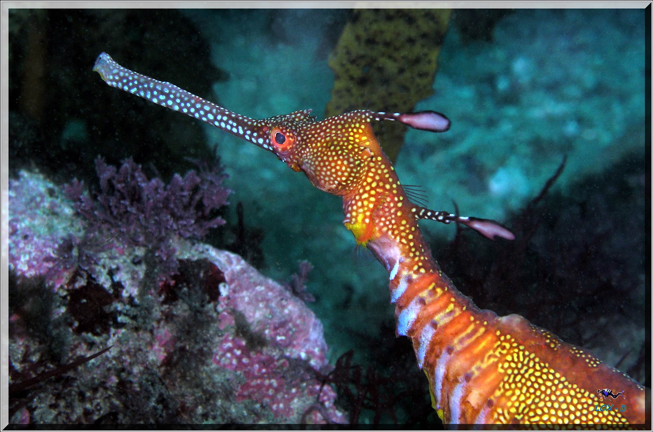 LoxPix Sub-Aqua Image