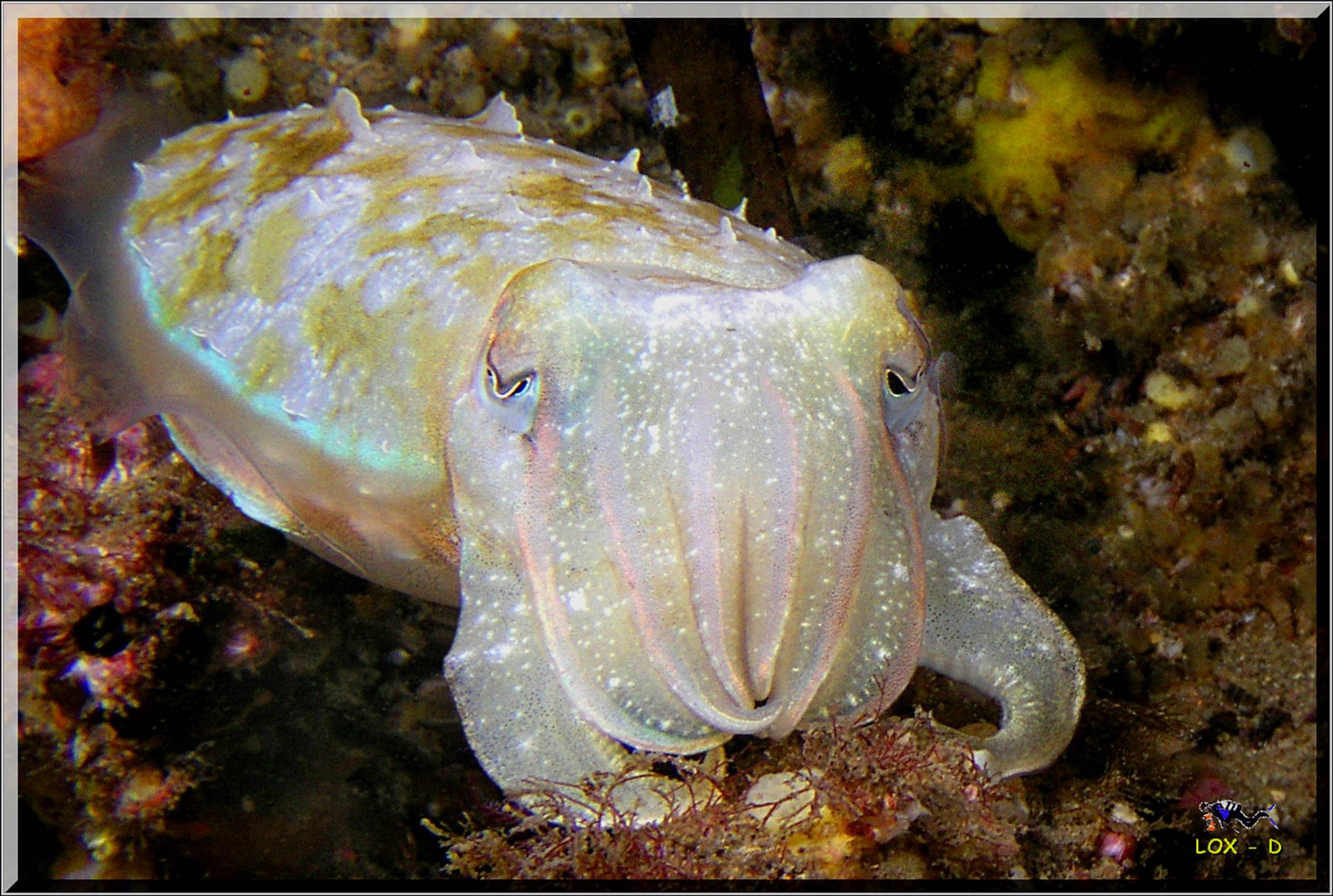 LoxPix Sub-Aqua Image