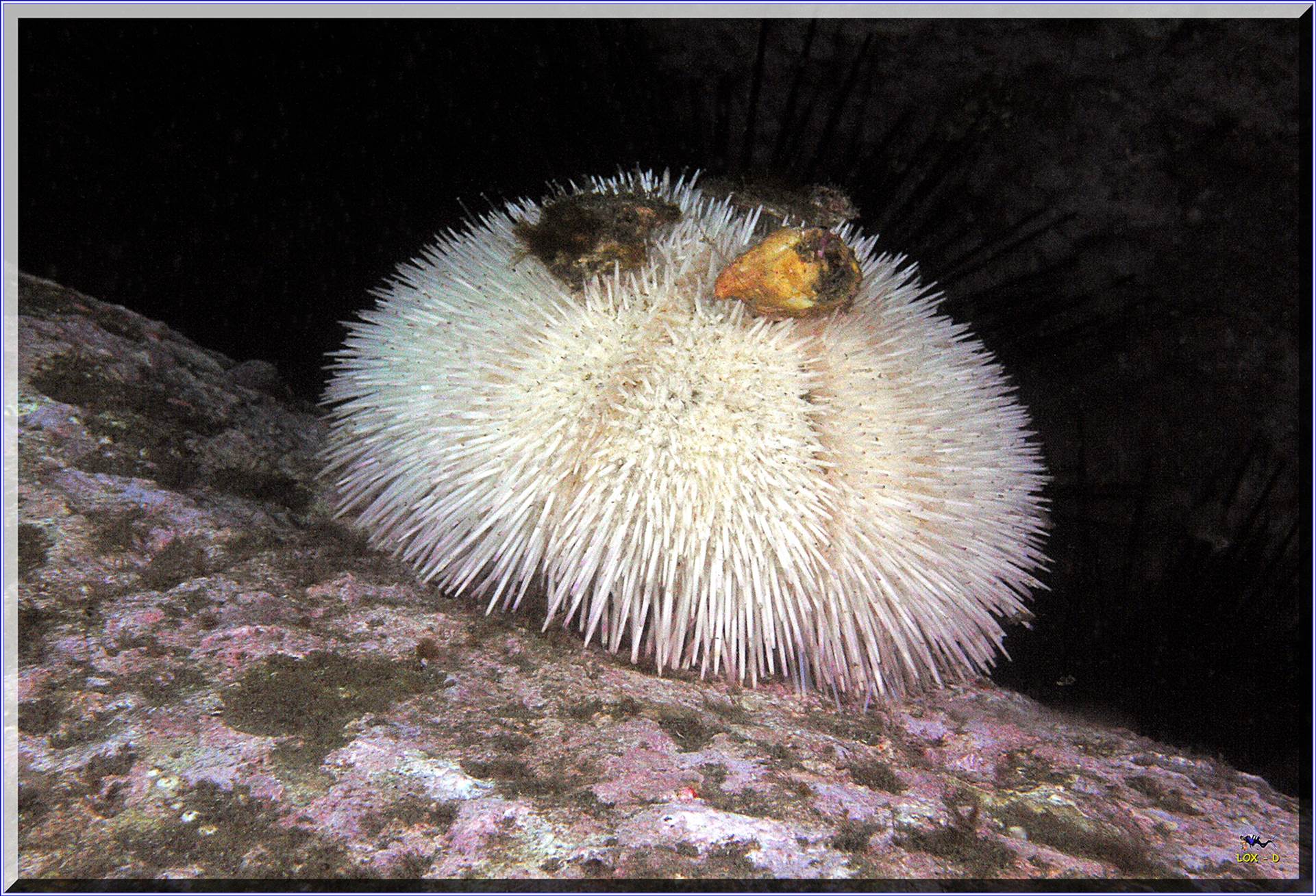 LoxPix Sub-Aqua Image