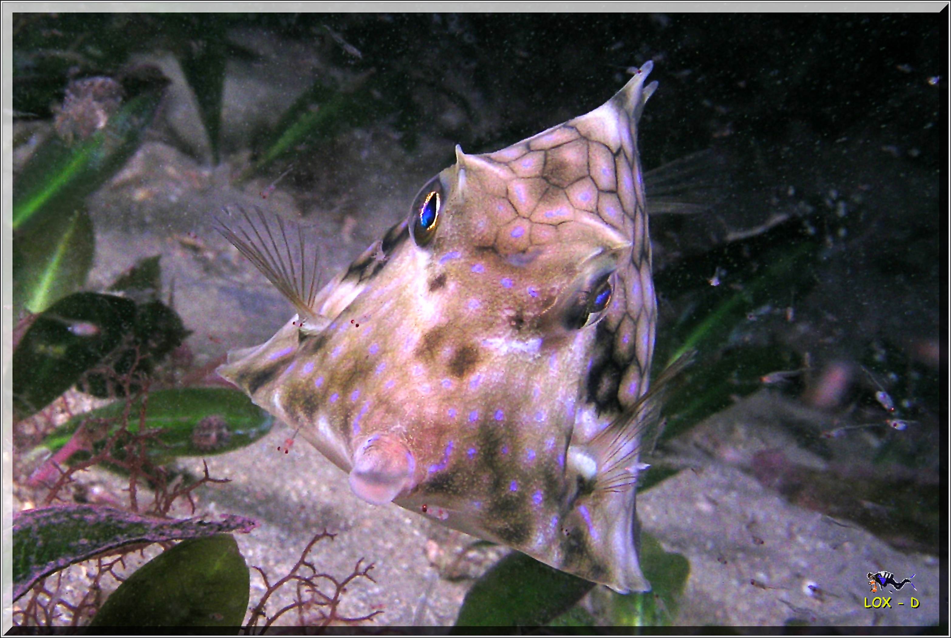 LoxPix Sub-Aqua Image