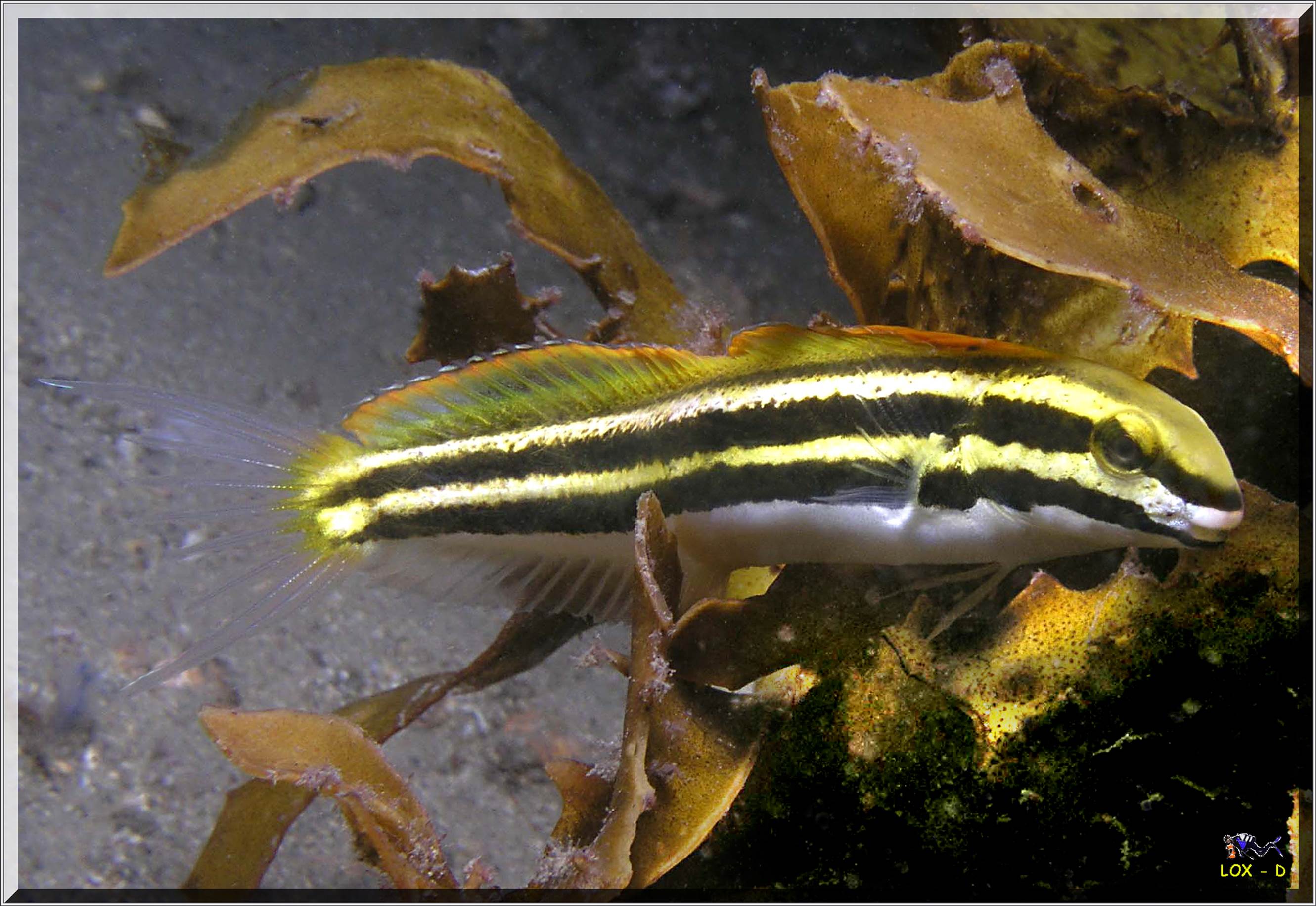 LoxPix Sub-Aqua Image