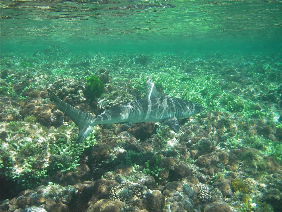 Galapagos whaler Lorde Howe Island