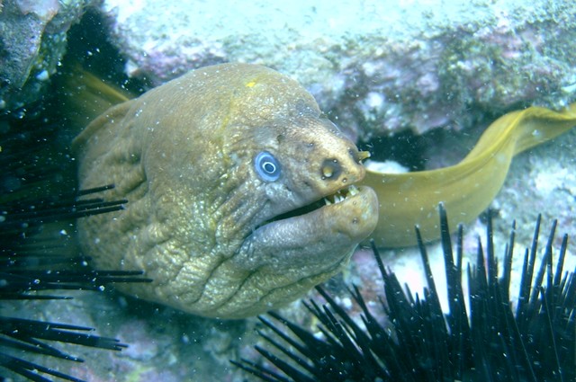 Morey Eel