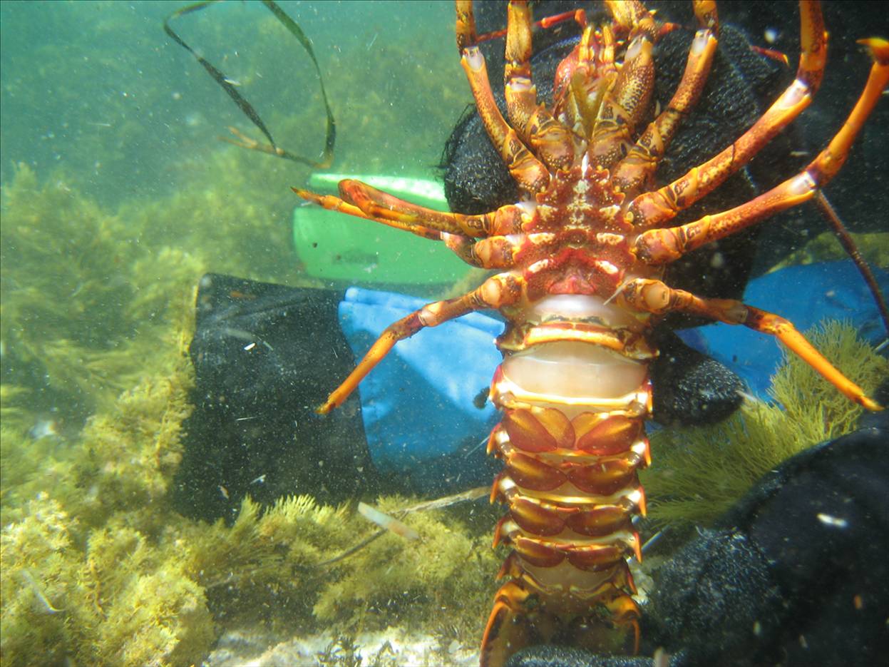 11-30-7 Duke Orleans 194