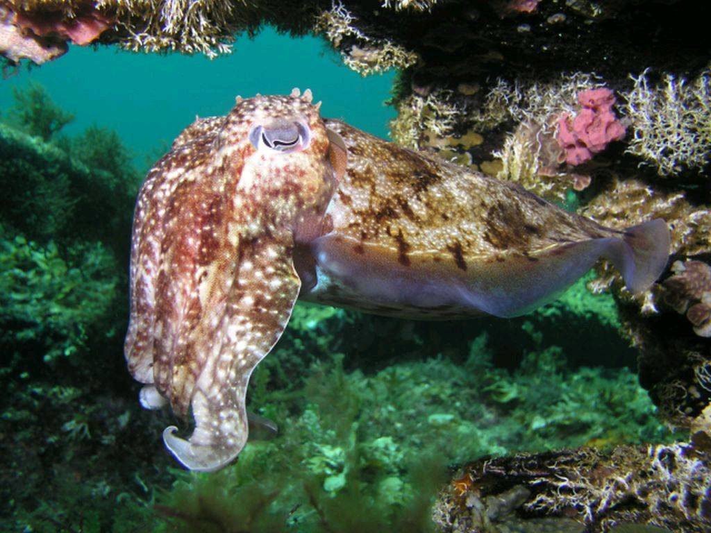 Cuttlefish under the Busselton Jetty