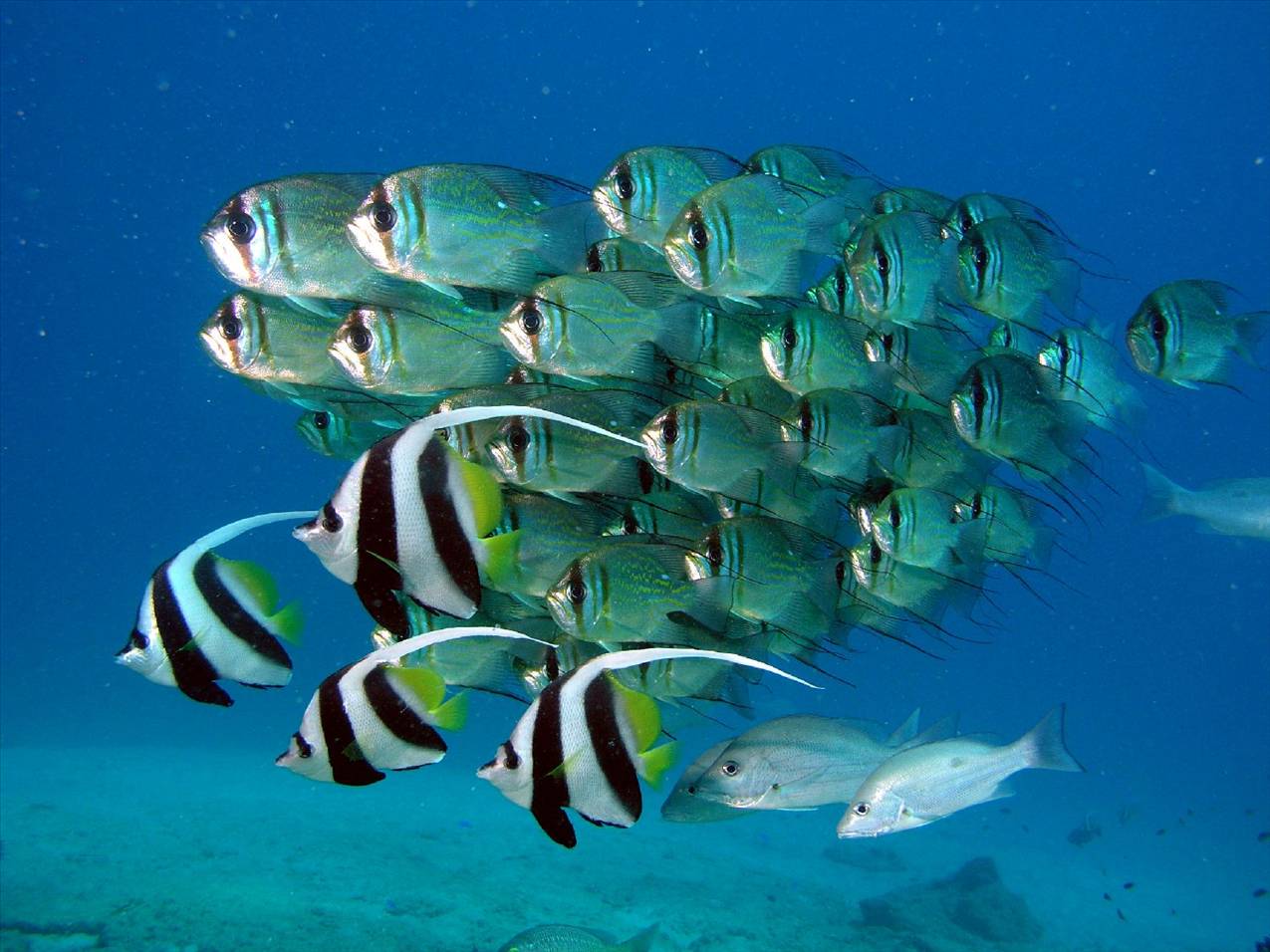 School of threadfin perch