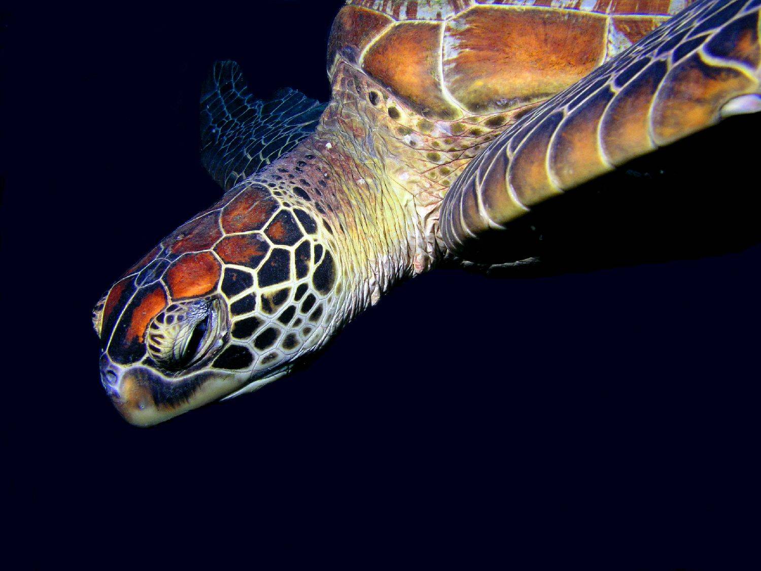 Turtle on the wreck of the Yongala