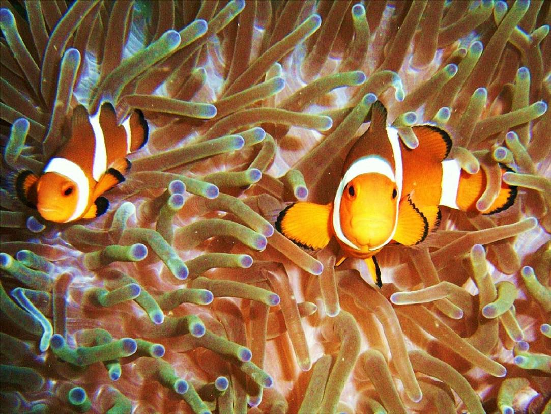 clownfish closeup