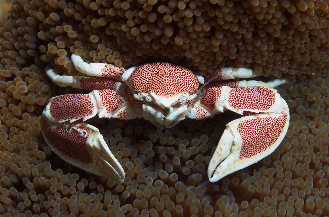 Crab