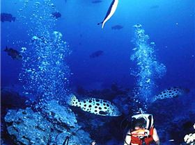 Diving with Potato Cod