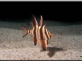 Old Wife at Oak Park