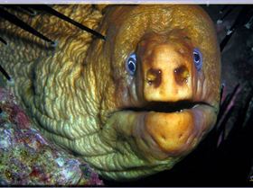 Moray at Parsley Bay