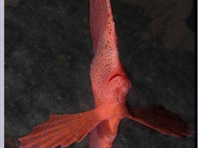 Red Indian at Bare Island