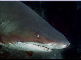 Grey Nurse at Forster