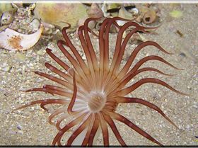 Anenome in Botany Bay