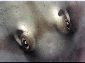 Stingaree Eyes in Botany Bay