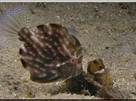 Pygmy Leatherjacket at Camp Cove