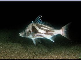 LS Boarfish at Bare Island