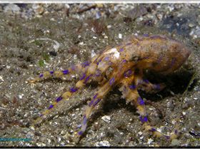 Bluering Octopus at Bare Island