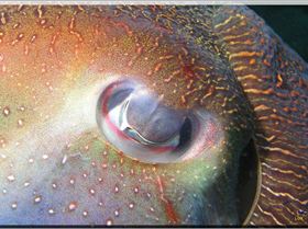 Cuttlefish Eye at Bare Island