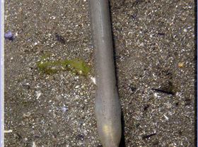 Serpent Eel at Bare Island