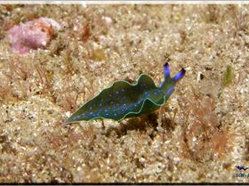 Blue Spotted Elysia at Bare Island