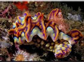 Magnificent Ceratosoma at Kurnell